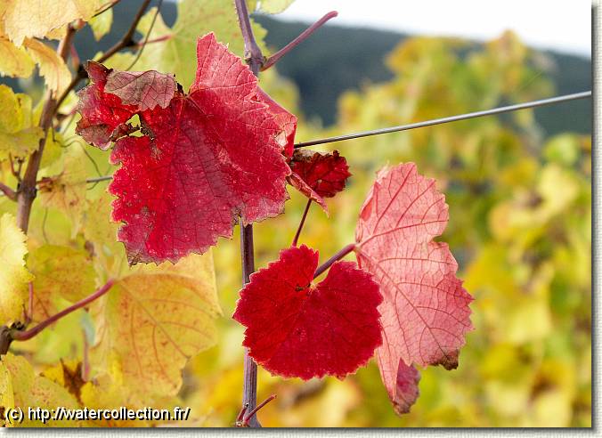 Diapositive suivante